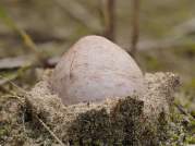 Dune Stinkhorn Egg